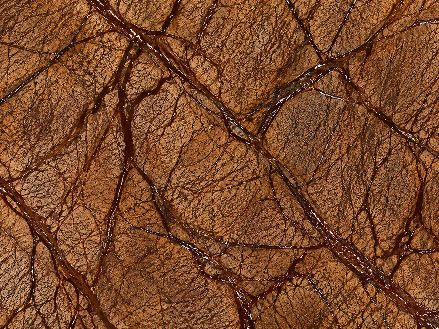 Marron Bosque